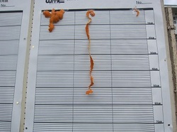 IMG_8456.JPG